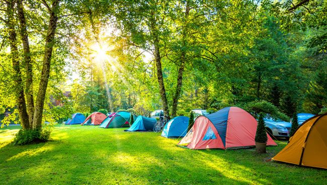 tents-camping-area-early-morning-panoramic-landscape-natural-area-with-big-trees-green-grass